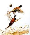 Pheasants.jpg